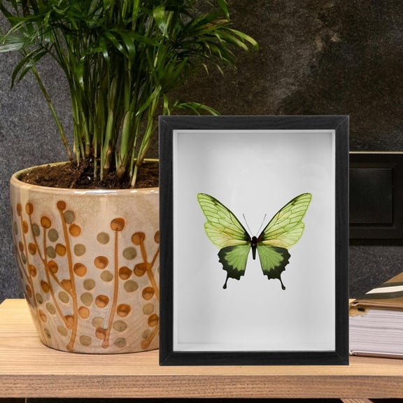 HOOWIFFY Meticulously Designed Black Insect Display Case with Clear Viewing for Enthusiasts