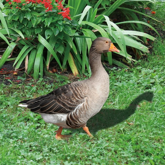 HORIALENCE Lawn Decoration Acrylic Goose Shape Garden Stakes for Garden Display 2Pcs 10.1x12.6in