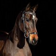 thumbnail image 1 of HORZE Bergen Leather Remont Bridle Black Horse, 1 of 2
