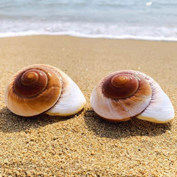 HPDL Natural Conch Shell Hermit Crab Replacement Yellow Bread Snail Decoration Bread Conch Seashells