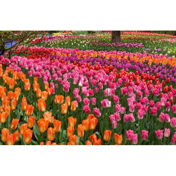 HUGE WALL MURAL of Tulips, Tulips, Tulips, 13'6" x 8' Murals Your Way - SRP $892