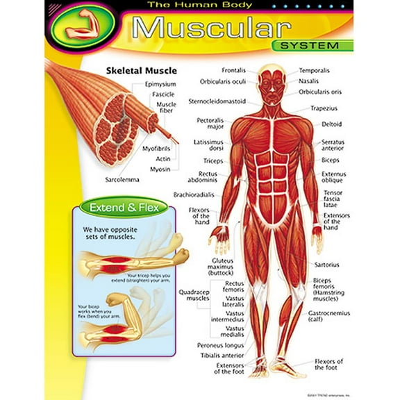 HUMAN BODY MUSCULAR SYSTEM CHART 17x22 [T38095]