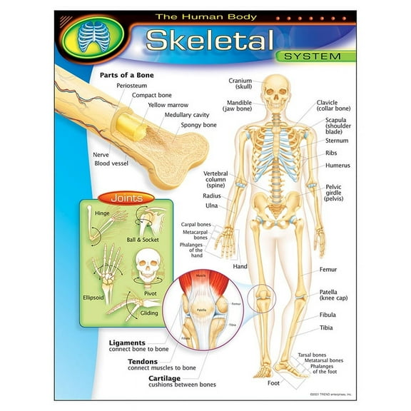 HUMAN BODY SKELETAL SYSTEM Learning Chart 17x22 [T38093]