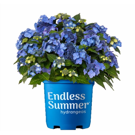 HYDRANGEA M. 'POP STAR' G3 ES