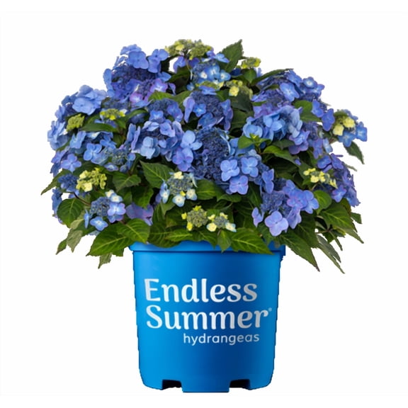 HYDRANGEA M. 'POP STAR'  G3 ES
