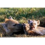 HYENA CUBS GLOSSY POSTER PICTURE PHOTO BANNER babies hyenas scavengers