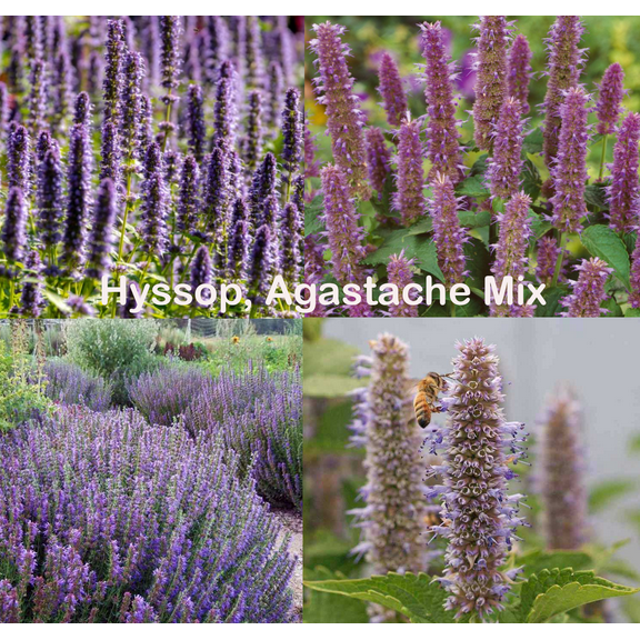 HYSSOP AGASTACHE MIX 500 Seeds - Mother Nature's Seeds - Wildflower Seeds - Flower Seeds for Planting - Non-GMO