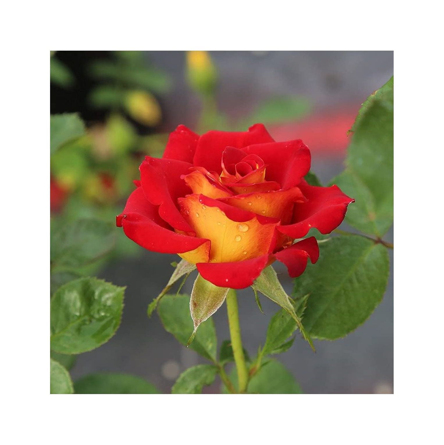 HYYYYH Rose Plant The Ketchup & Mustard Floribunda Rose Bush