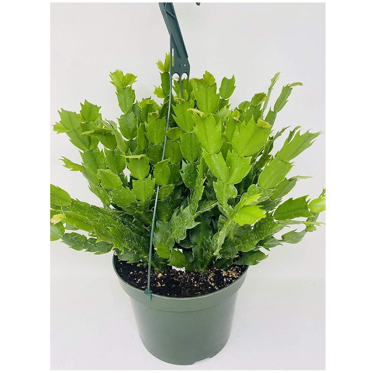 HYYYYH Yellow Christmas Cactus in 8inch Hanging Pot Zygocactus