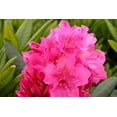 thumbnail image 1 of Haaga Rhododendron, 1 of 2