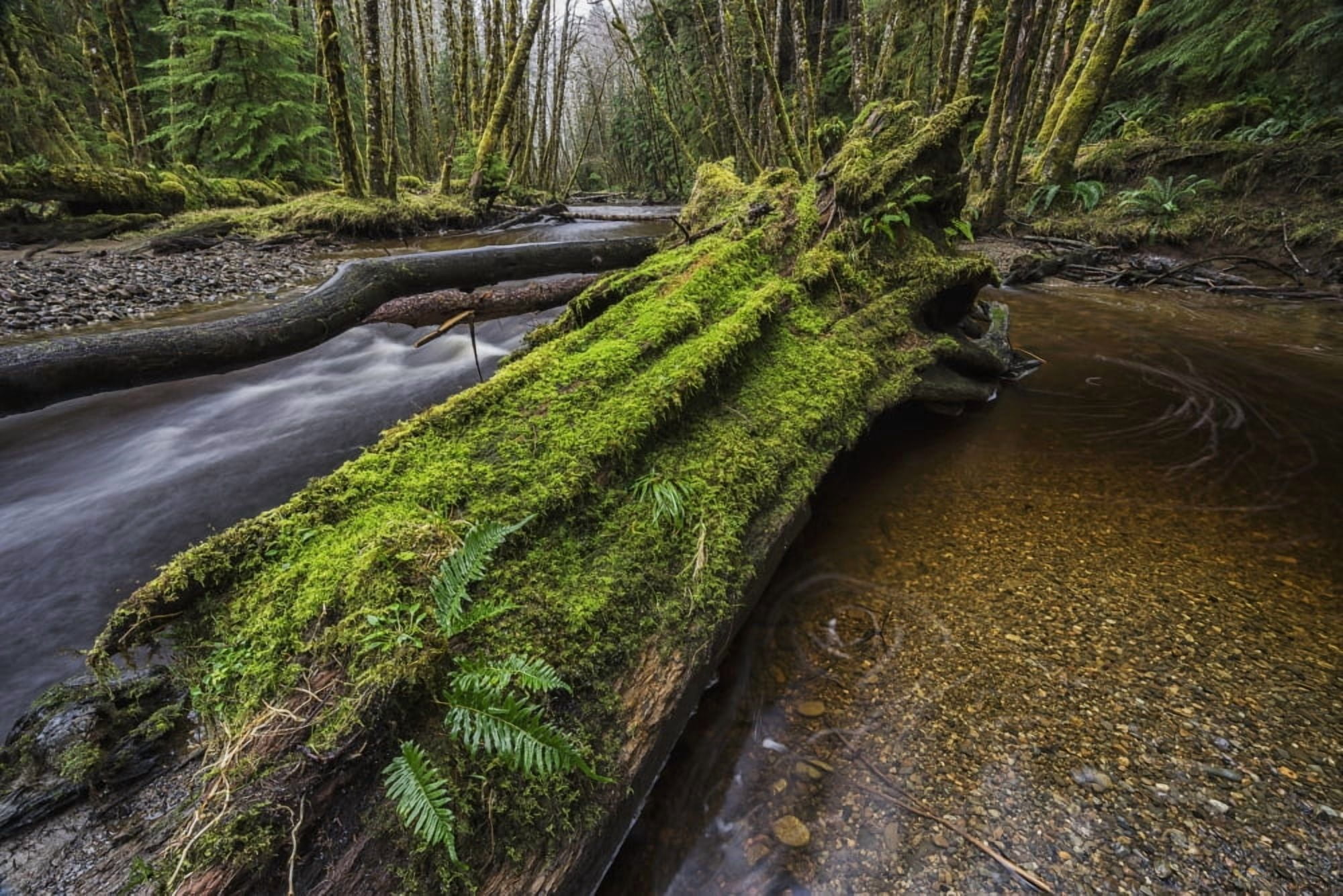 Haans Creek flows through the green rainforest near Sandspit which is on Haida Gwaii British Columbia Canada Canvas Art - Robert Postma Design Pics (19 x 12)