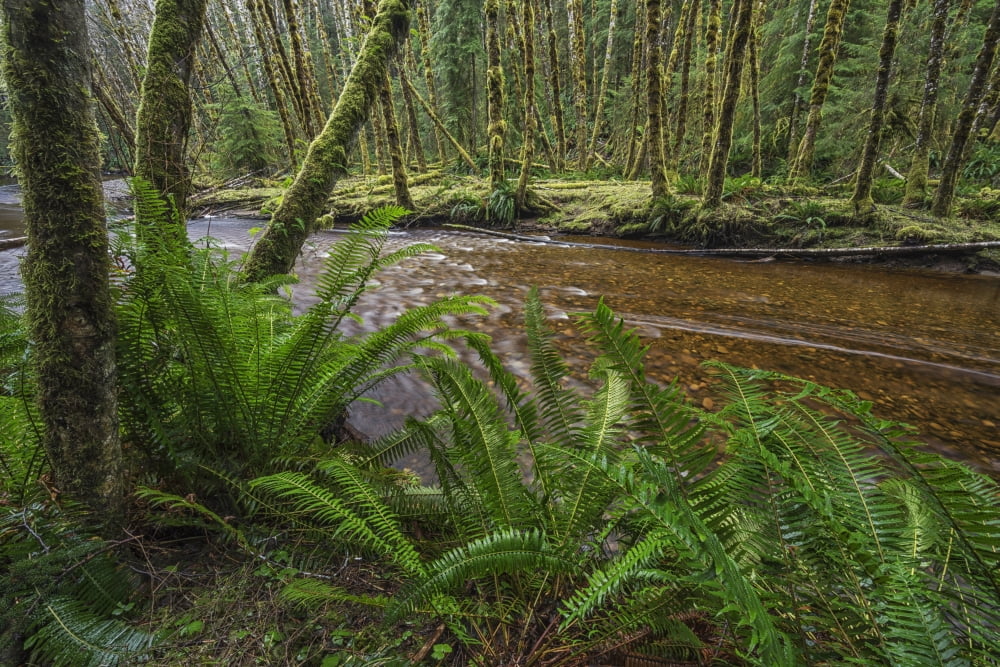 Haans Creek flows through the green rainforest near Sandspit Haida Gwaii British Columbia Canada Canvas Art - Robert Postma Design Pics (38 x 24)