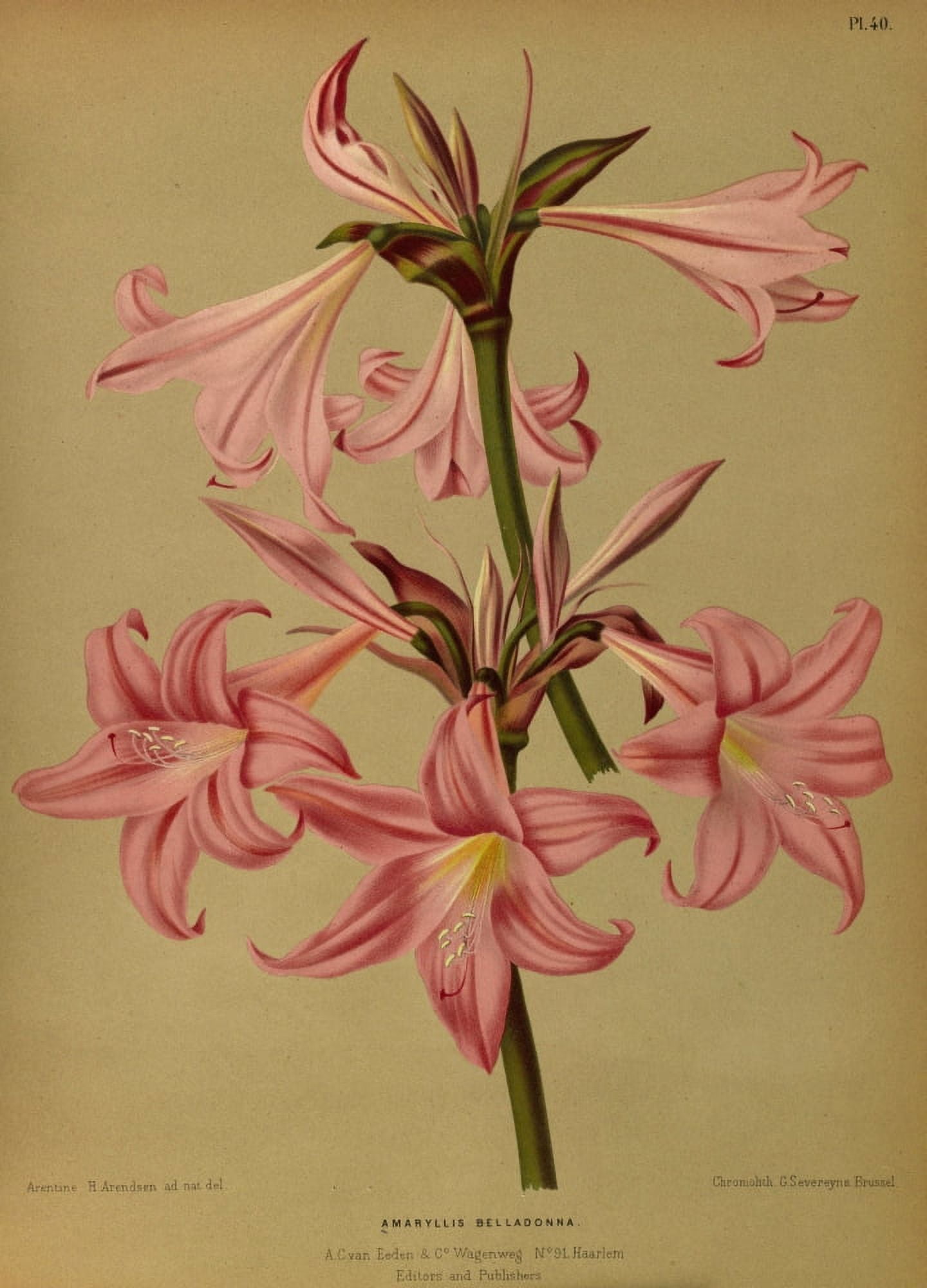 Haarlems Flora 1872 Amaryllis Belladonna Canvas Art - Arentine H Arendsen (18 x 24)