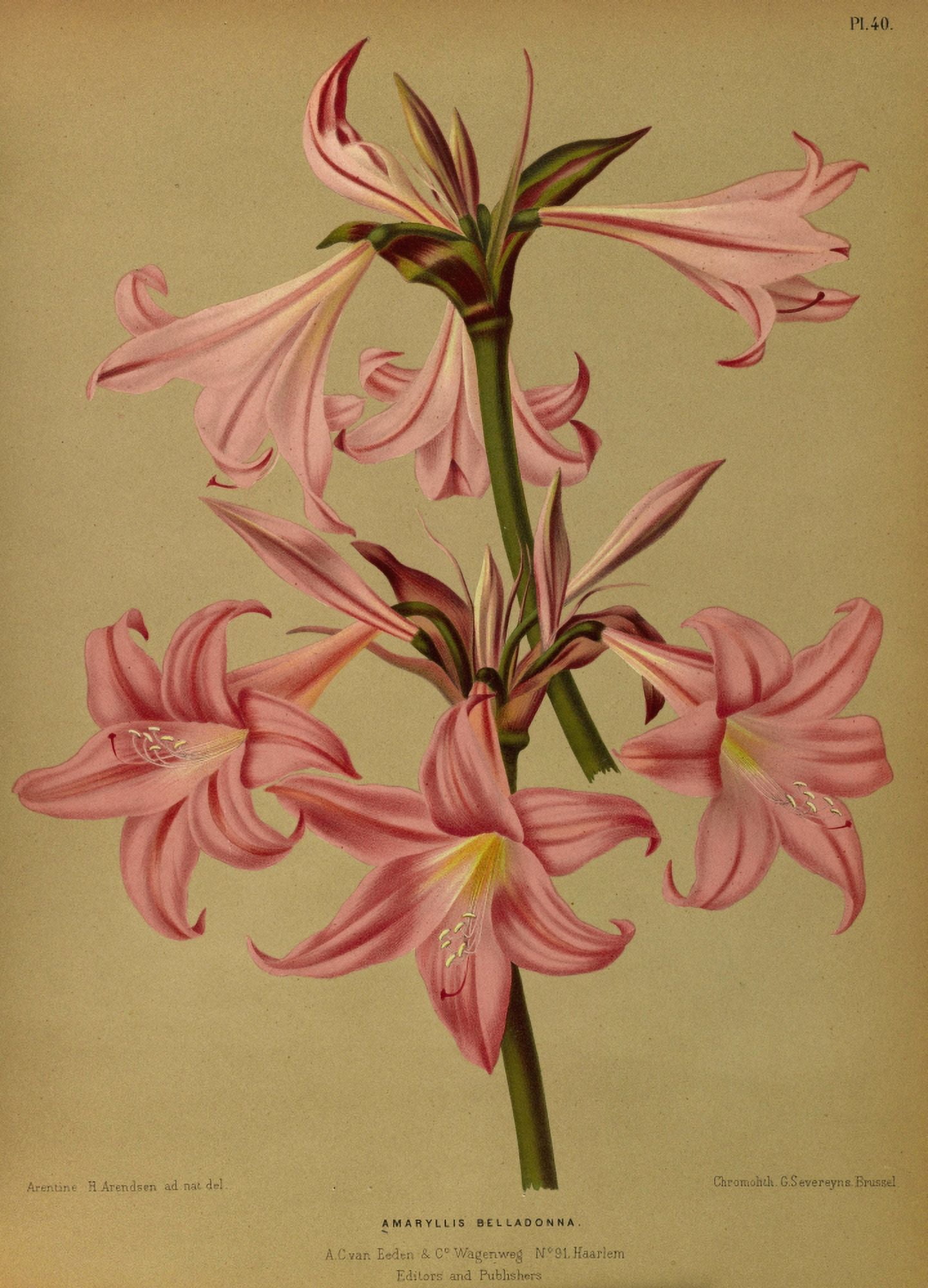 Haarlems Flora 1872 Amaryllis Belladonna Canvas Art - Arentine H Arendsen (24 x 36)