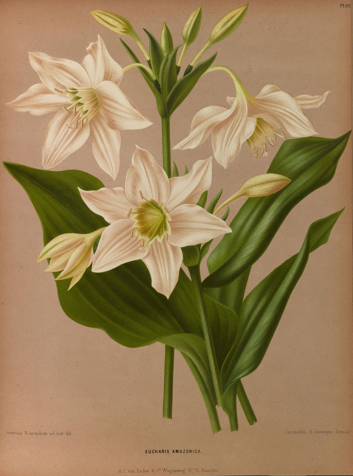 Haarlems Flora 1872 Amazon Lily Canvas Art - Arentine H Arendsen (18 x 24)