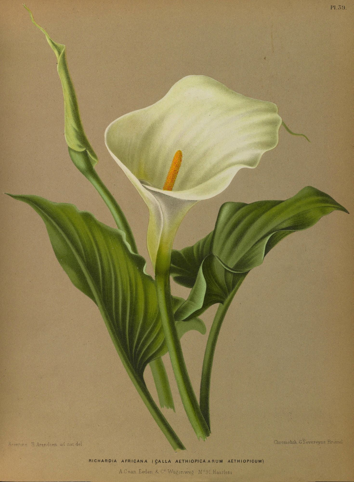Haarlems Flora 1872 Calla Lily Canvas Art - Arentine H Arendsen (18 x 24)