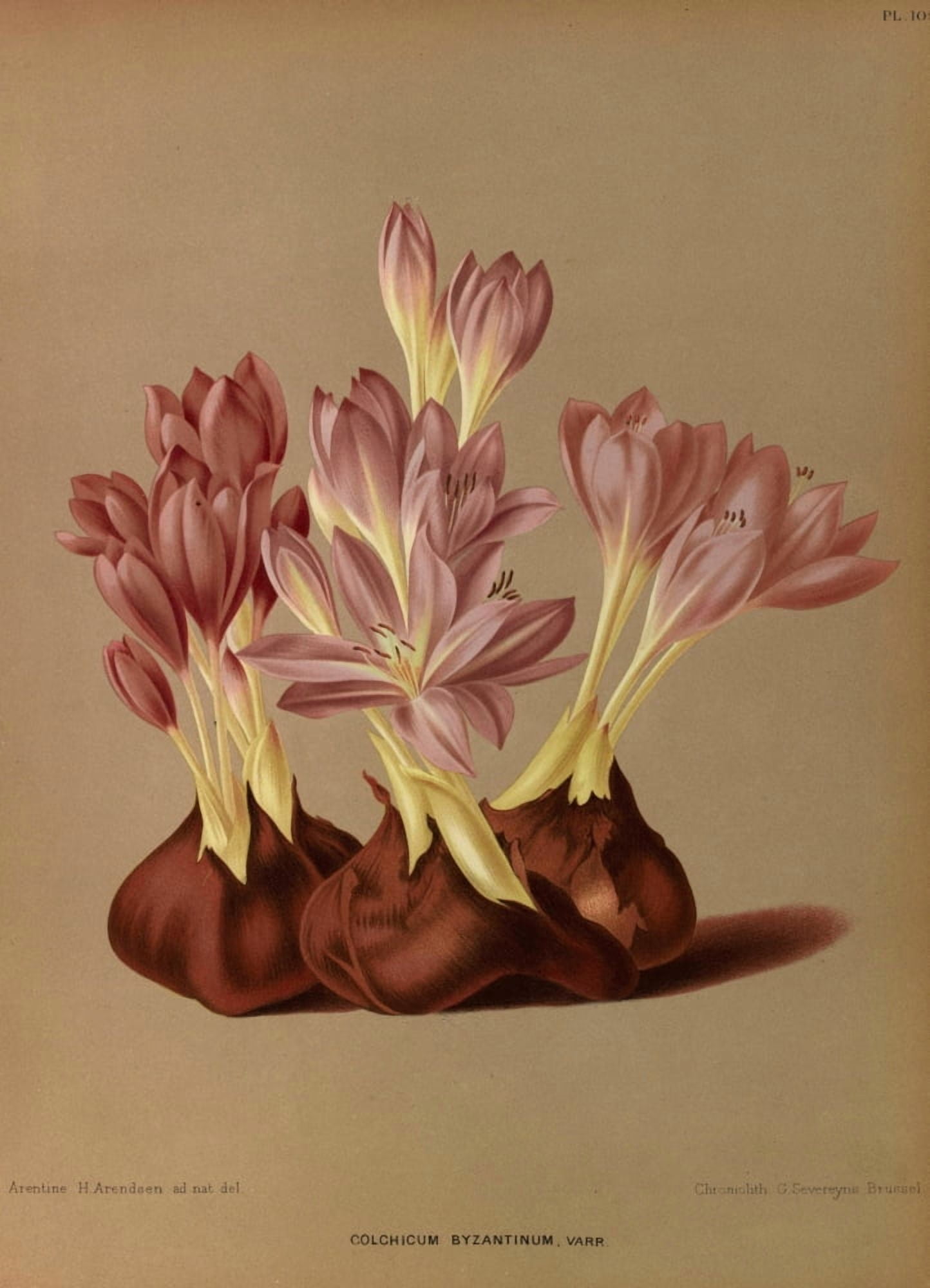 Haarlems Flora 1872 Colchicum byzantinum Canvas Art - Arentine H Arendsen (18 x 24)