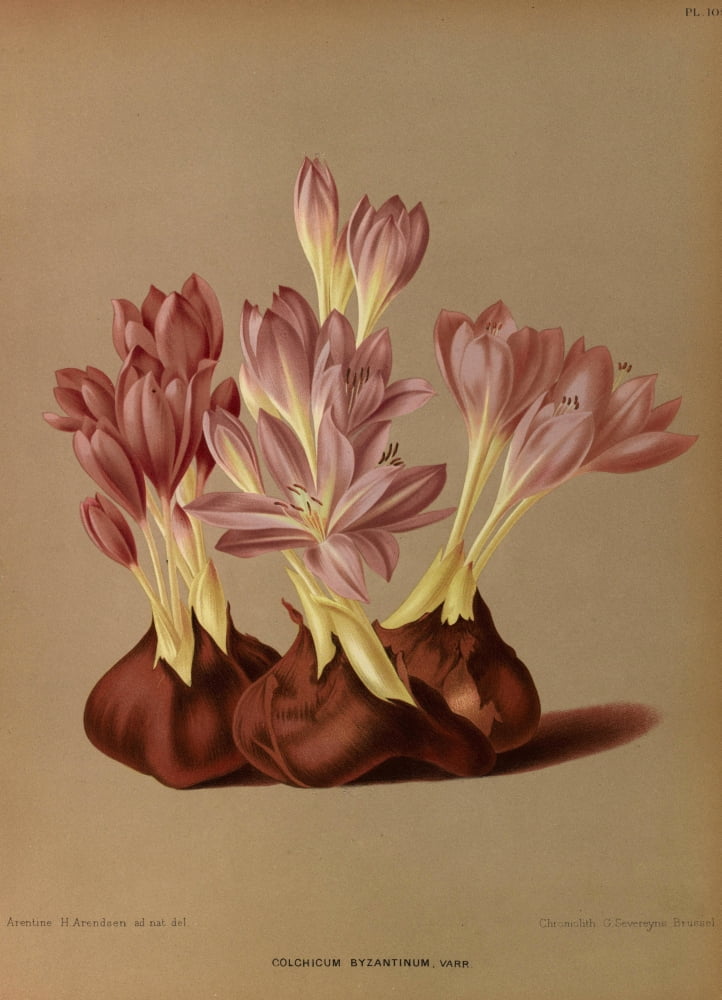 Haarlems Flora 1872 Colchicum byzantinum Canvas Art - Arentine H Arendsen (24 x 36)