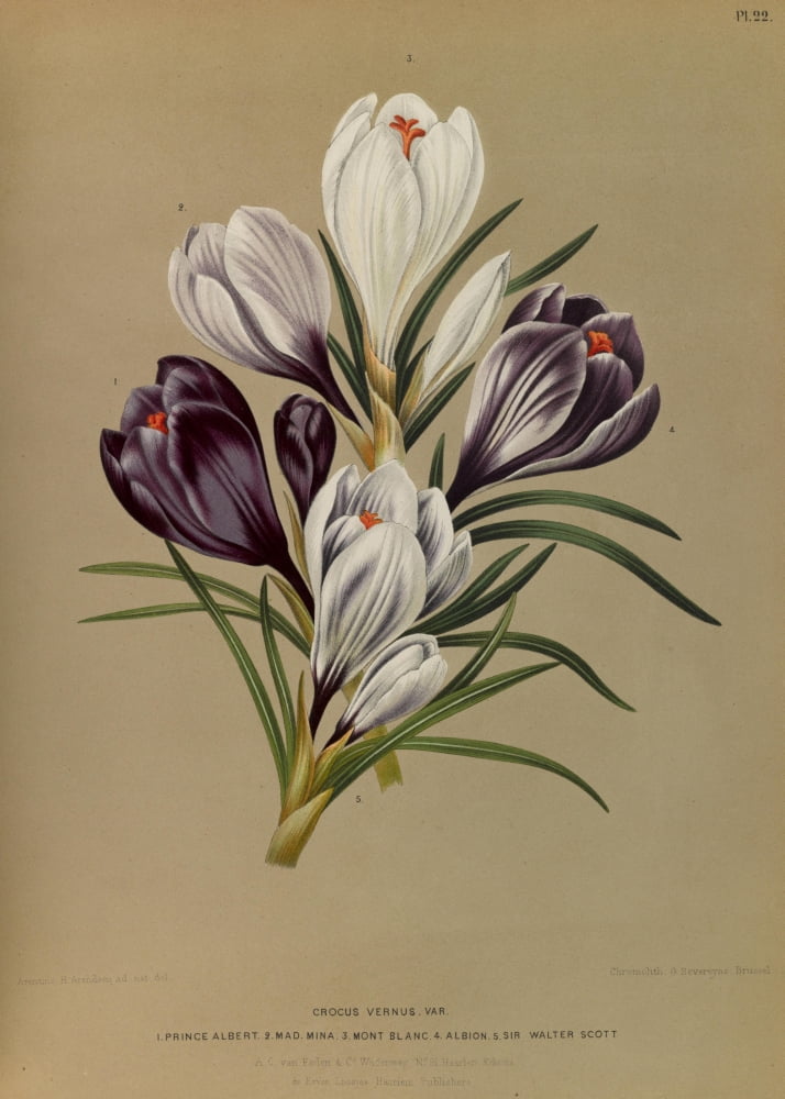 Haarlems Flora 1872 Crocuses Canvas Art - Arentine H Arendsen (18 x 24)