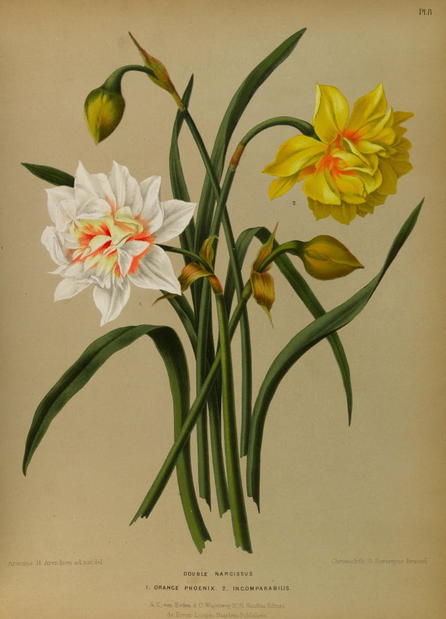 Haarlems Flora 1872 Double Narcissus Canvas Art - Arentine H Arendsen (18 x 24)