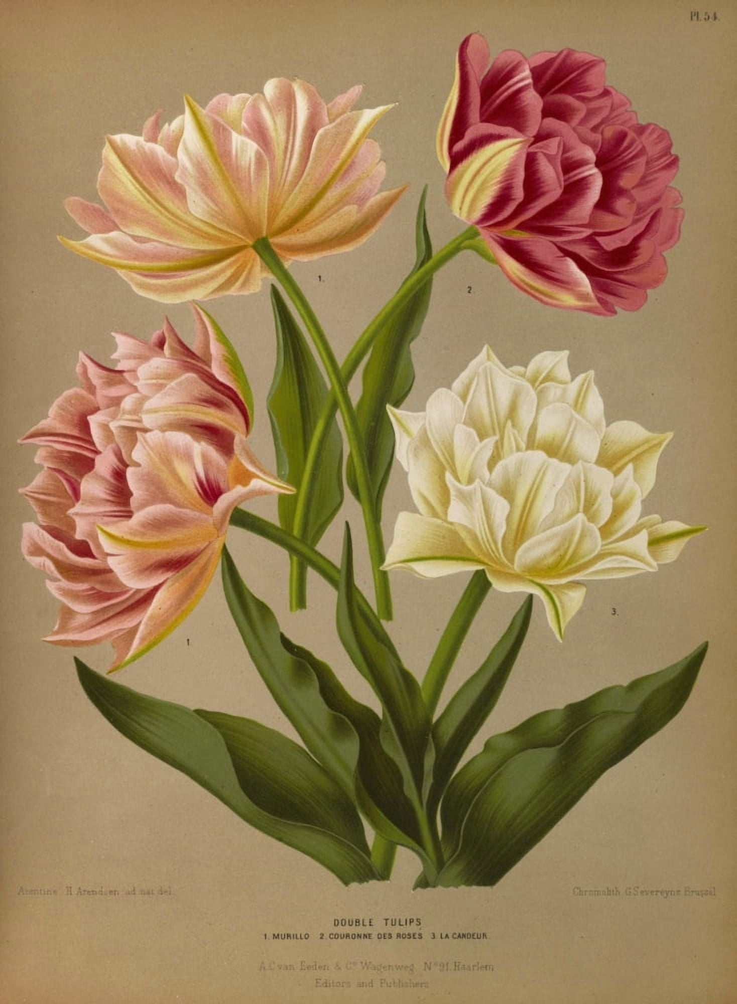 Haarlems Flora 1872 Double Tulips Canvas Art - Arentine H Arendsen (24 x 36)