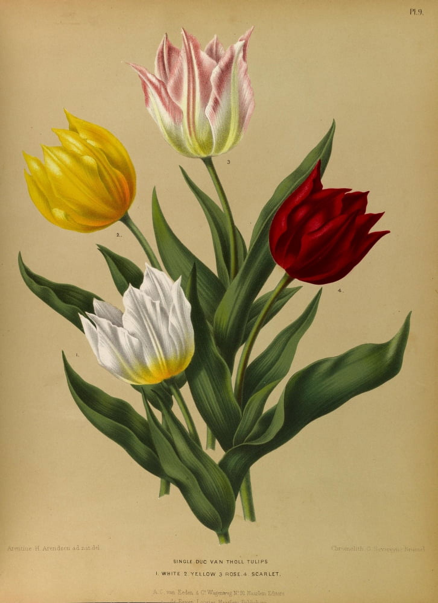 Haarlems Flora 1872 Duc Van Tholl Tulips Canvas Art - Arentine H Arendsen (24 x 36)
