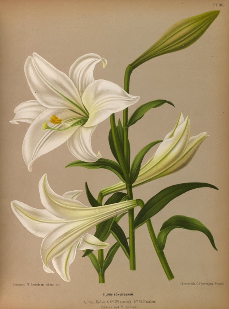 Haarlems Flora 1872 Easter Lily Canvas Art - Arentine H Arendsen (24 x 36)