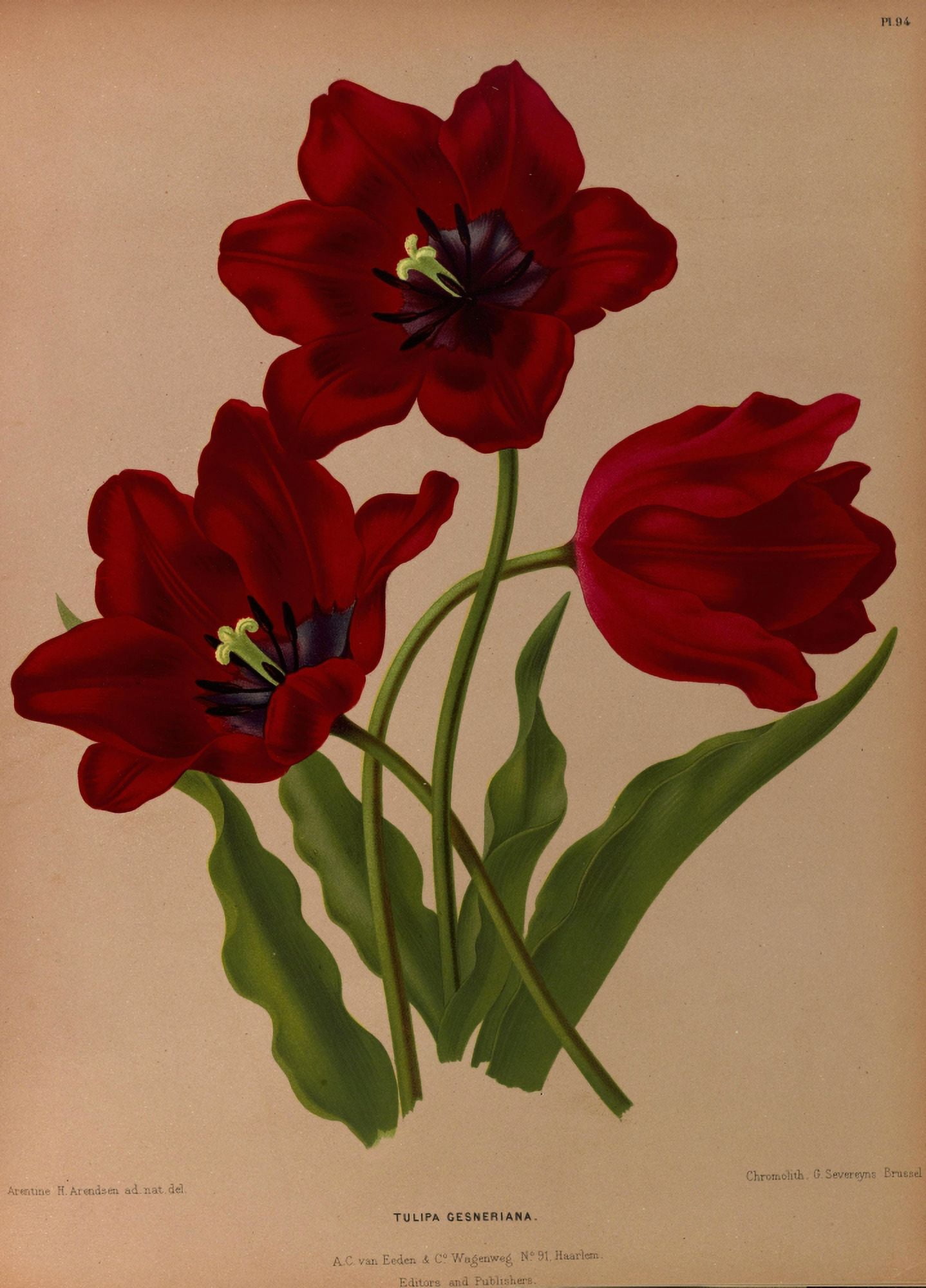 Haarlems Flora 1872 Garden Tulip Canvas Art - Arentine H Arendsen (18 x 24)