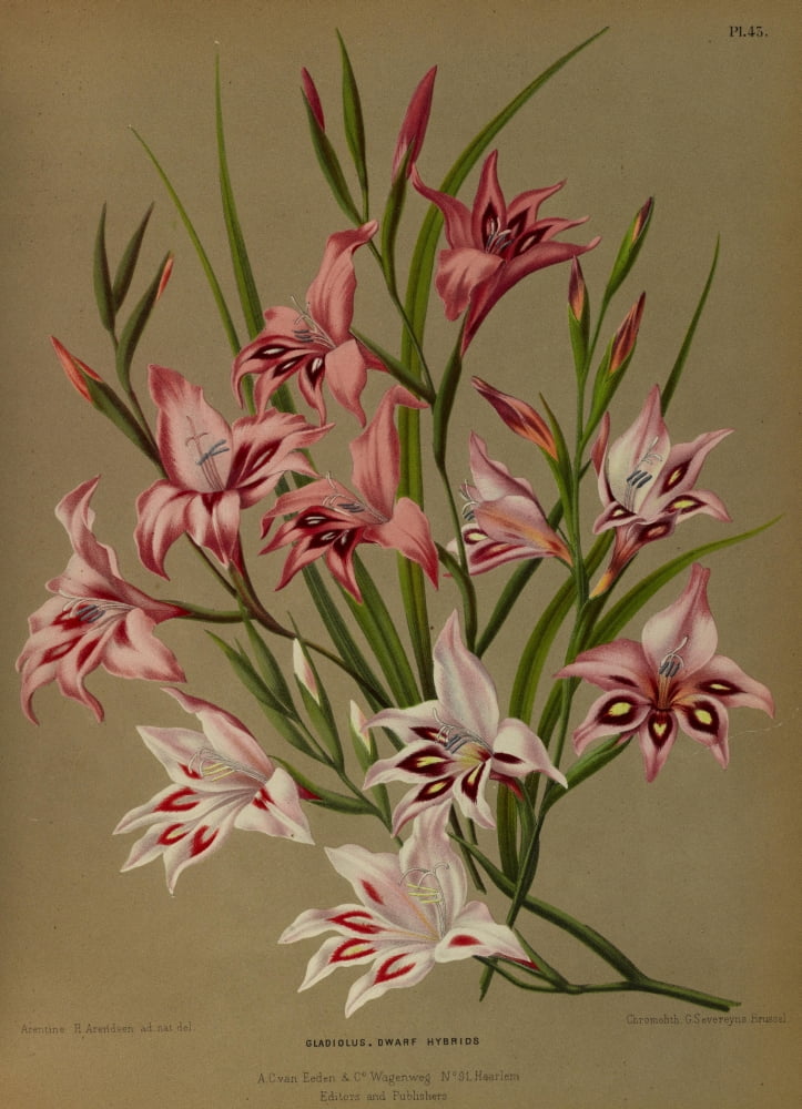 Haarlems Flora 1872 Gladiolus dwarf hybrids Canvas Art - Arentine H Arendsen (24 x 36)