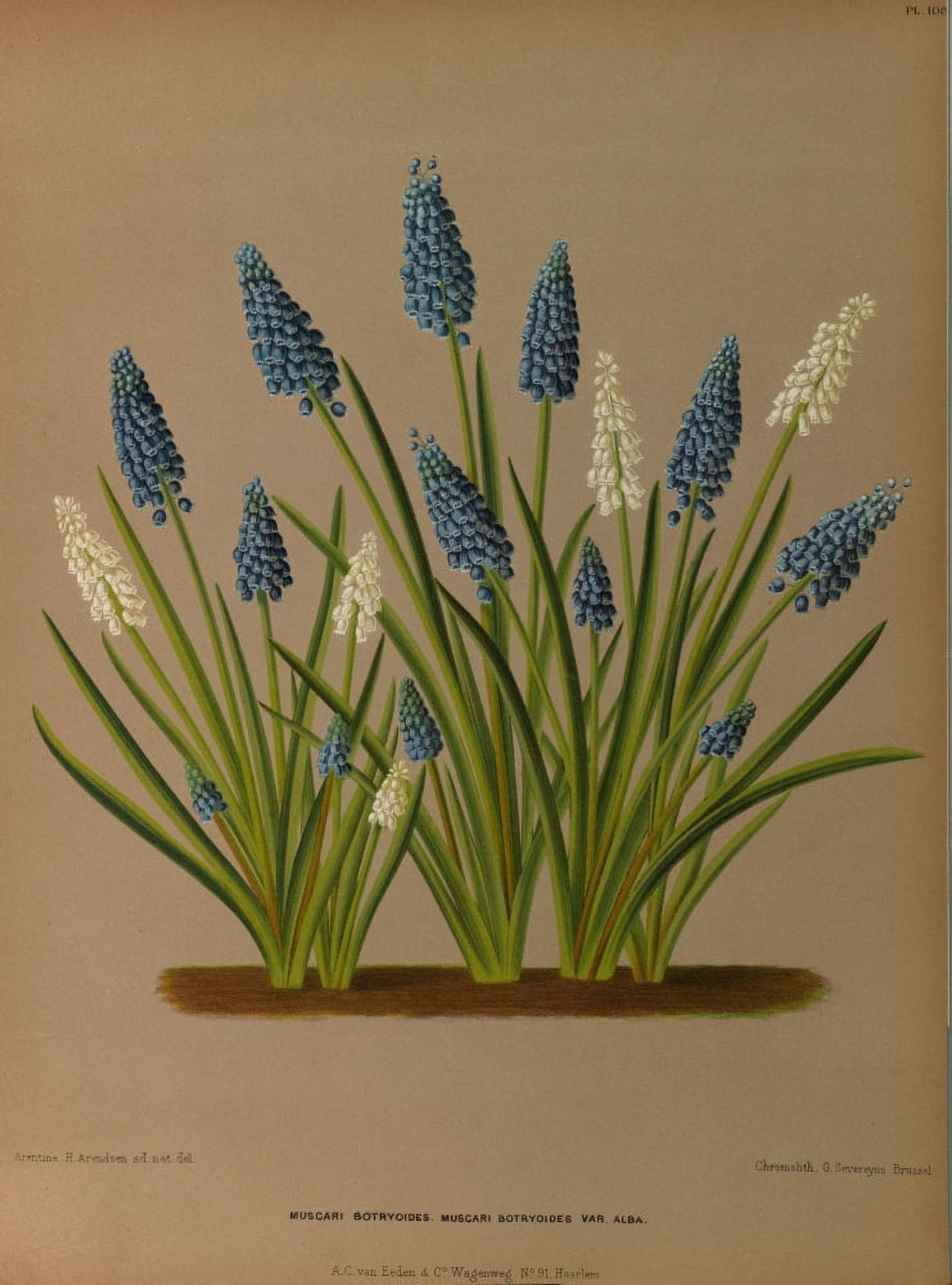 Haarlems Flora 1872 Grape Hyacinths Canvas Art - Arentine H Arendsen (24 x 36)
