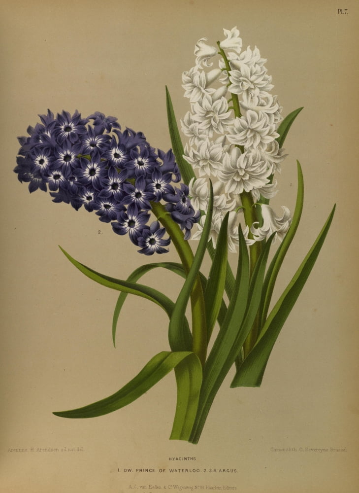 Haarlems Flora 1872 Hyacinths 1 Canvas Art - Arentine H Arendsen (18 x 24)