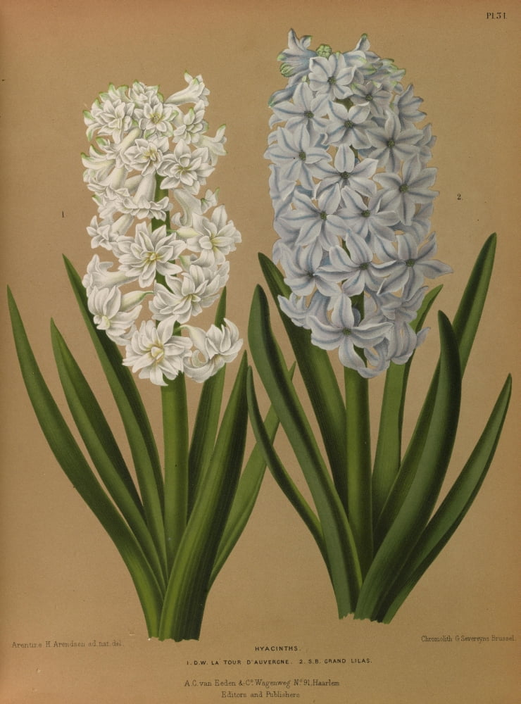 Haarlems Flora 1872 Hyacinths 3 Canvas Art - Arentine H Arendsen (18 x 24)