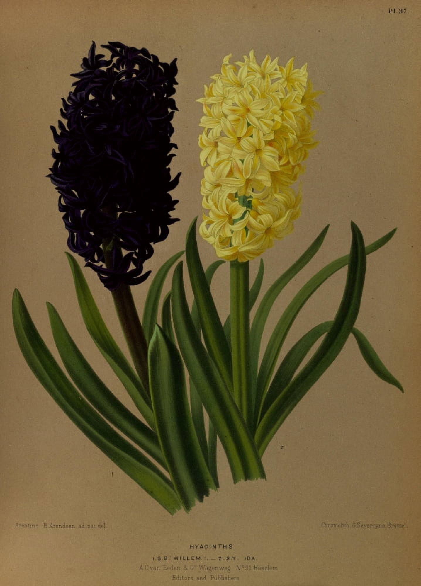 Haarlems Flora 1872 Hyacinths 4 Canvas Art - Arentine H Arendsen (24 x 36)