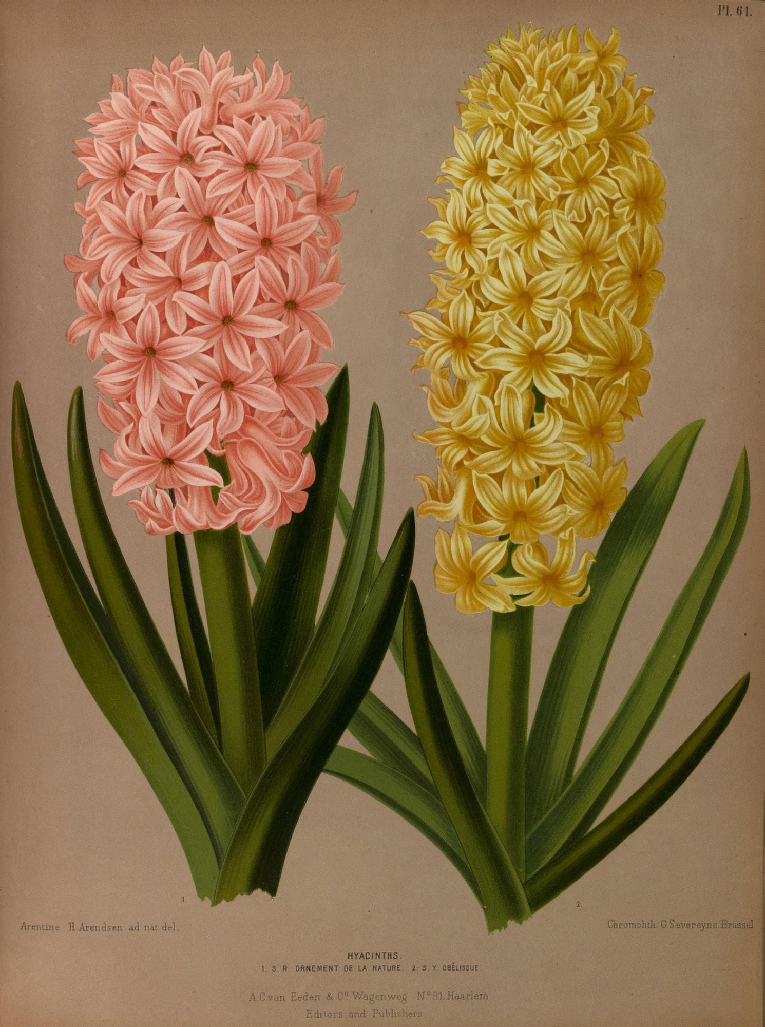 Haarlems Flora 1872 Hyacinths 5 Canvas Art - Arentine H Arendsen (18 x 24)