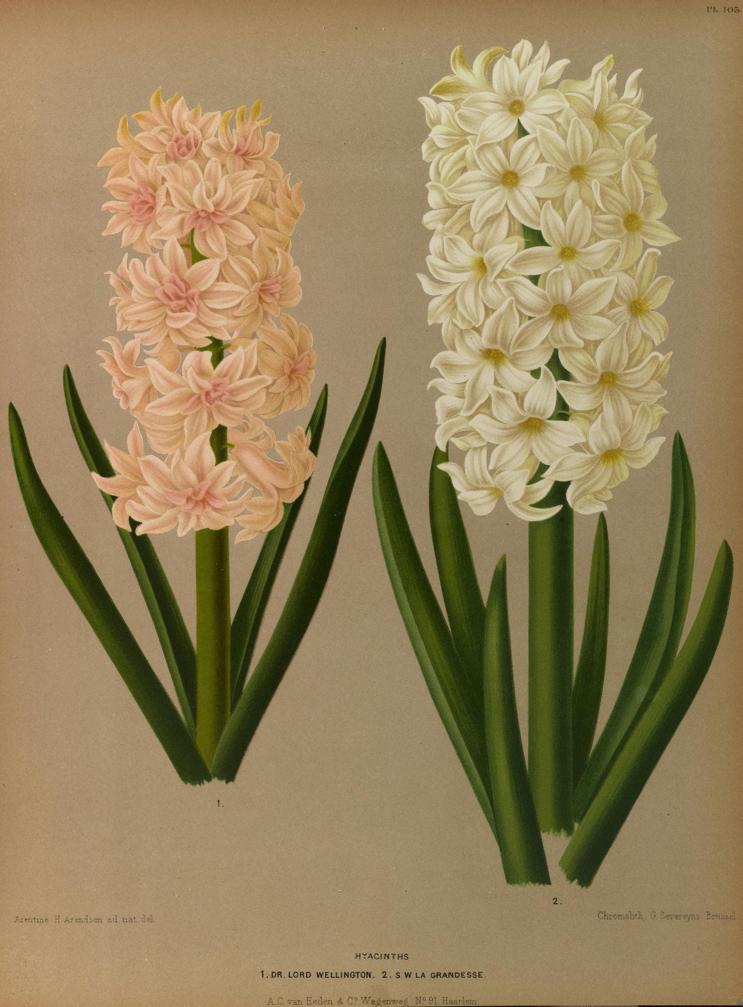 Haarlems Flora 1872 Hyacinths 6 Canvas Art - Arentine H Arendsen (18 x 24)