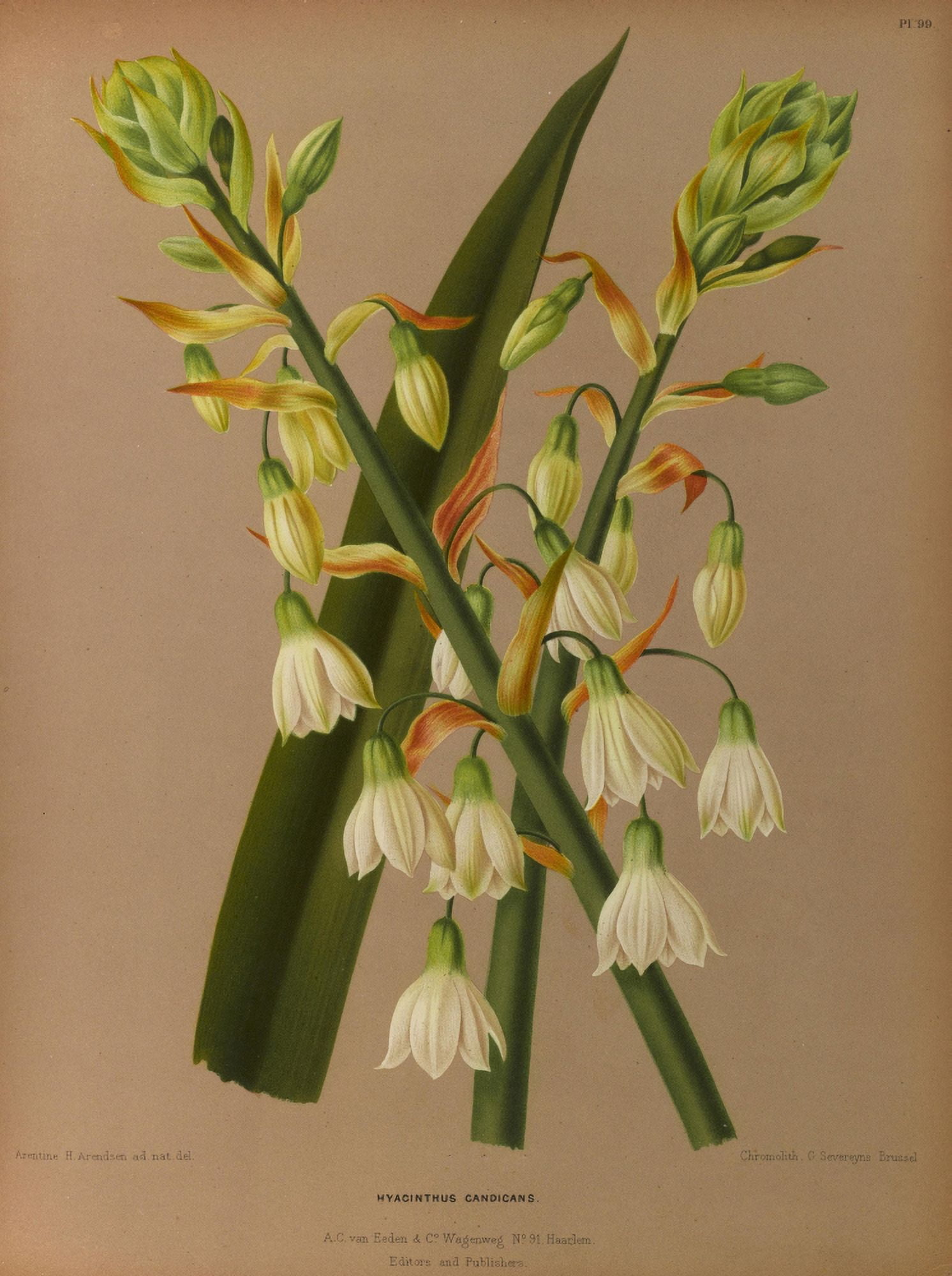 Haarlems Flora 1872 Hyacinthus Candicans Canvas Art - Arentine H Arendsen (18 x 24)