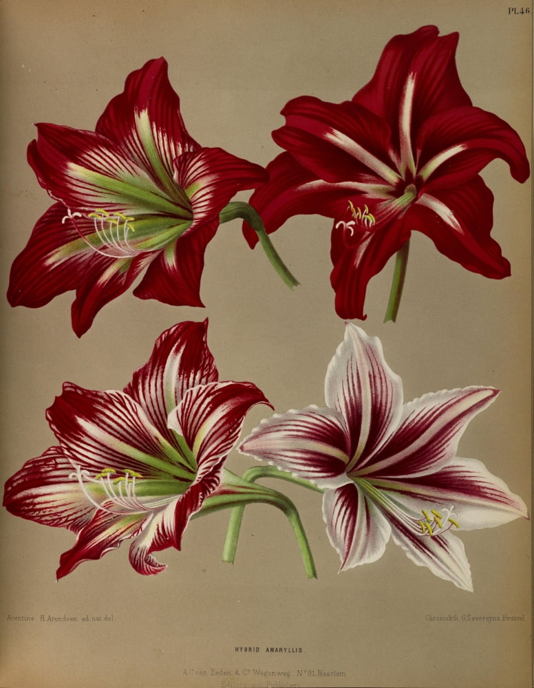 Haarlems Flora 1872 Hybrid Amaryllis Canvas Art - Arentine H Arendsen (18 x 24)