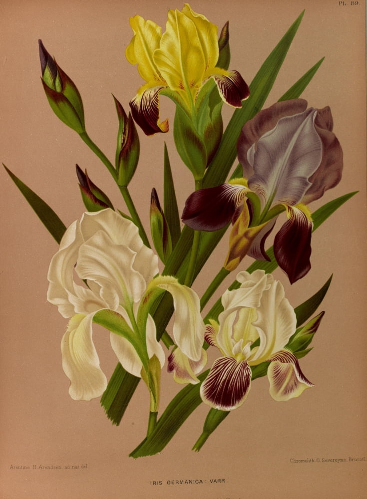 Haarlems Flora 1872 Iris Germanica Canvas Art - Arentine H Arendsen (18 x 24)