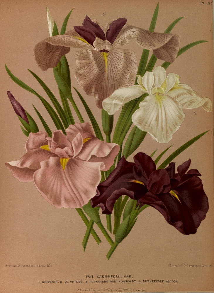 Haarlems Flora 1872 Iris Kaempferi Canvas Art - Arentine H Arendsen (24 x 36)