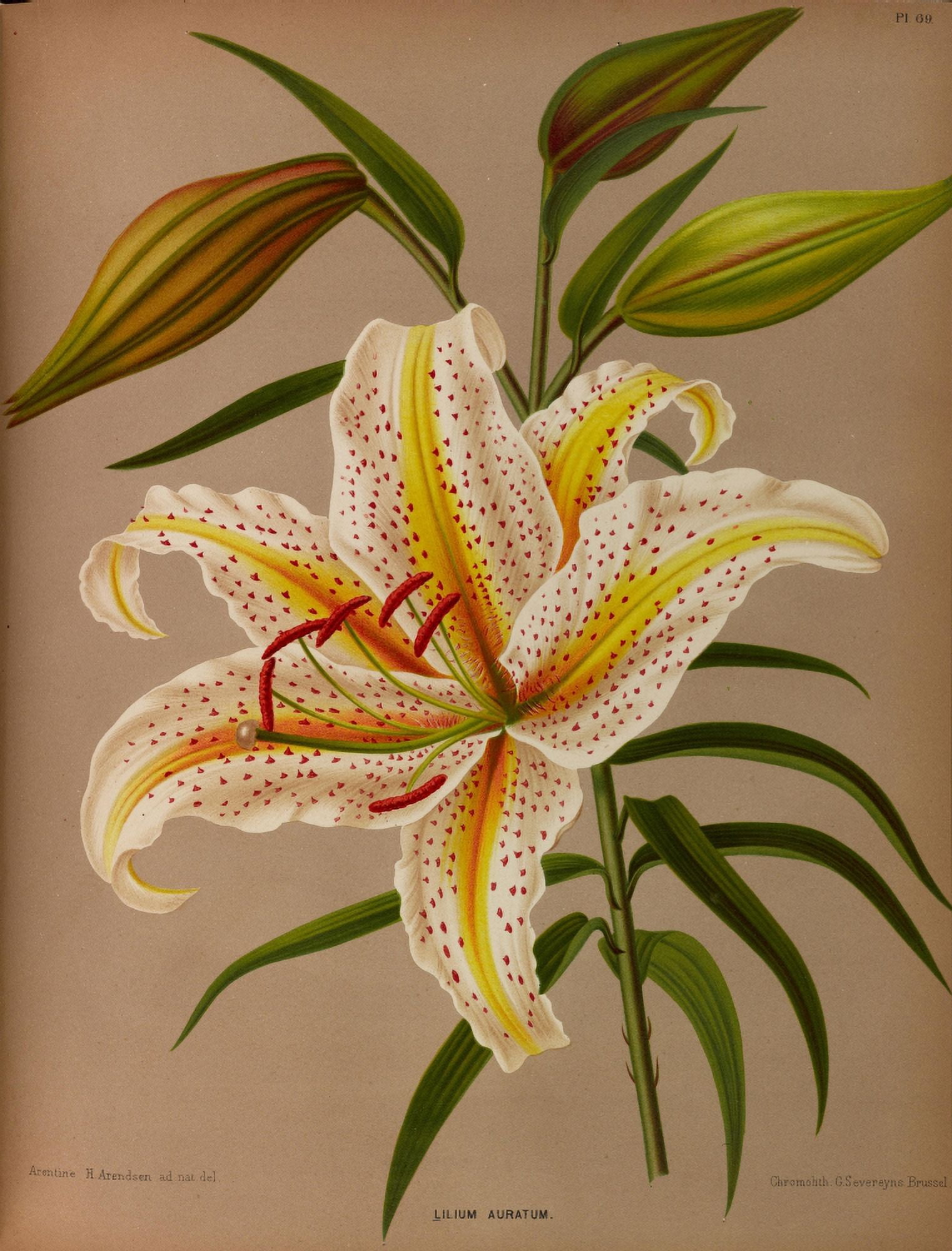 Haarlems Flora 1872 Lilium Auratum Canvas Art - Arentine H Arendsen (24 x 36)