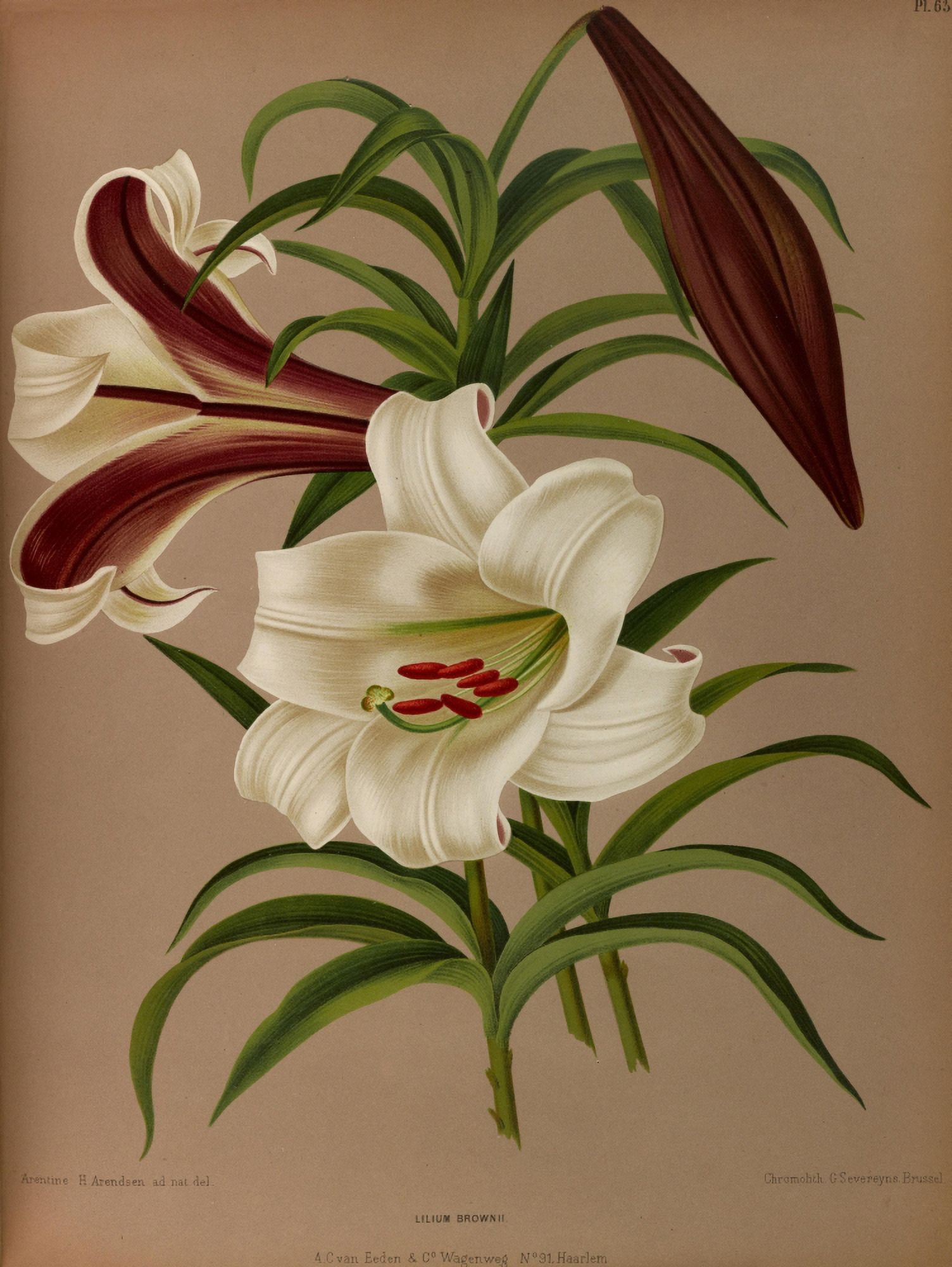 Haarlems Flora 1872 Lilium Brownii Canvas Art - Arentine H Arendsen (24 x 36)