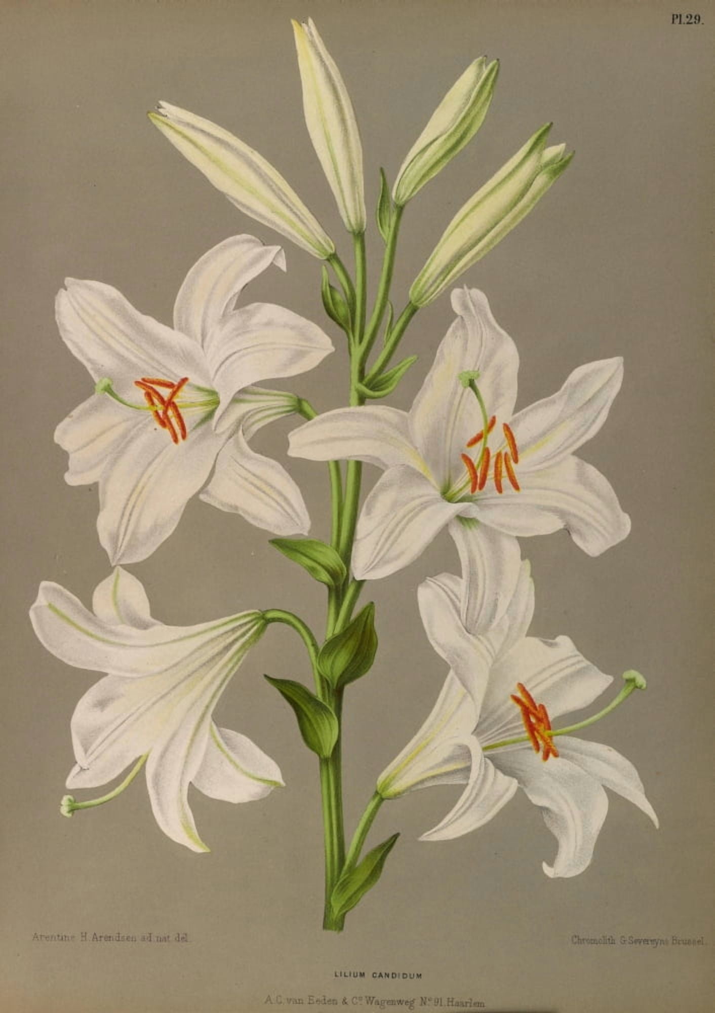 Haarlems Flora 1872 Lilium Candidum Canvas Art - Arentine H Arendsen (18 x 24)