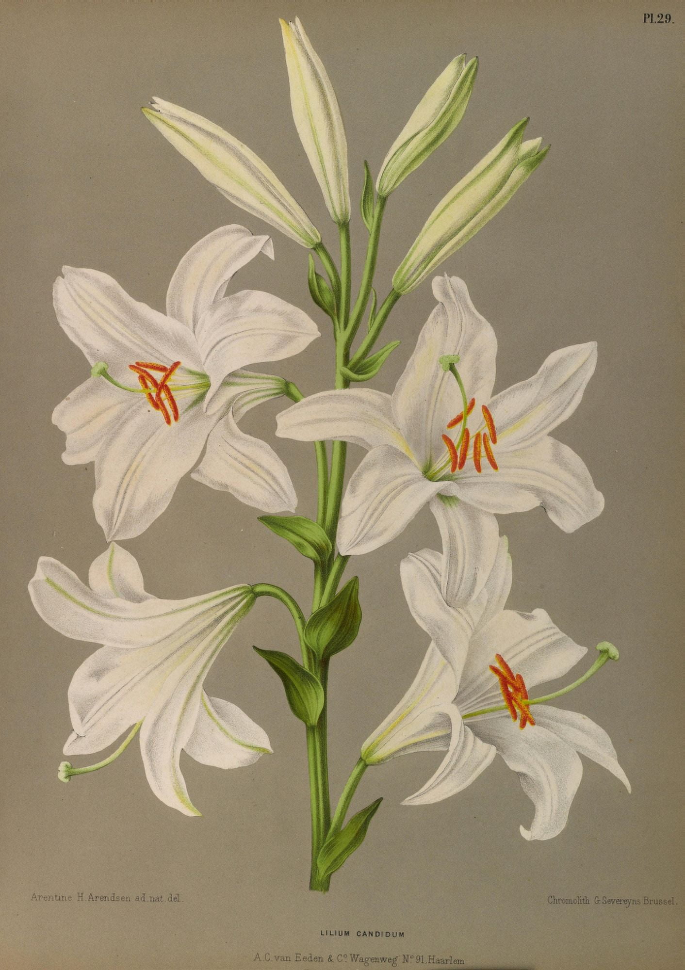 Haarlems Flora 1872 Lilium Candidum Canvas Art - Arentine H Arendsen (24 x 36)