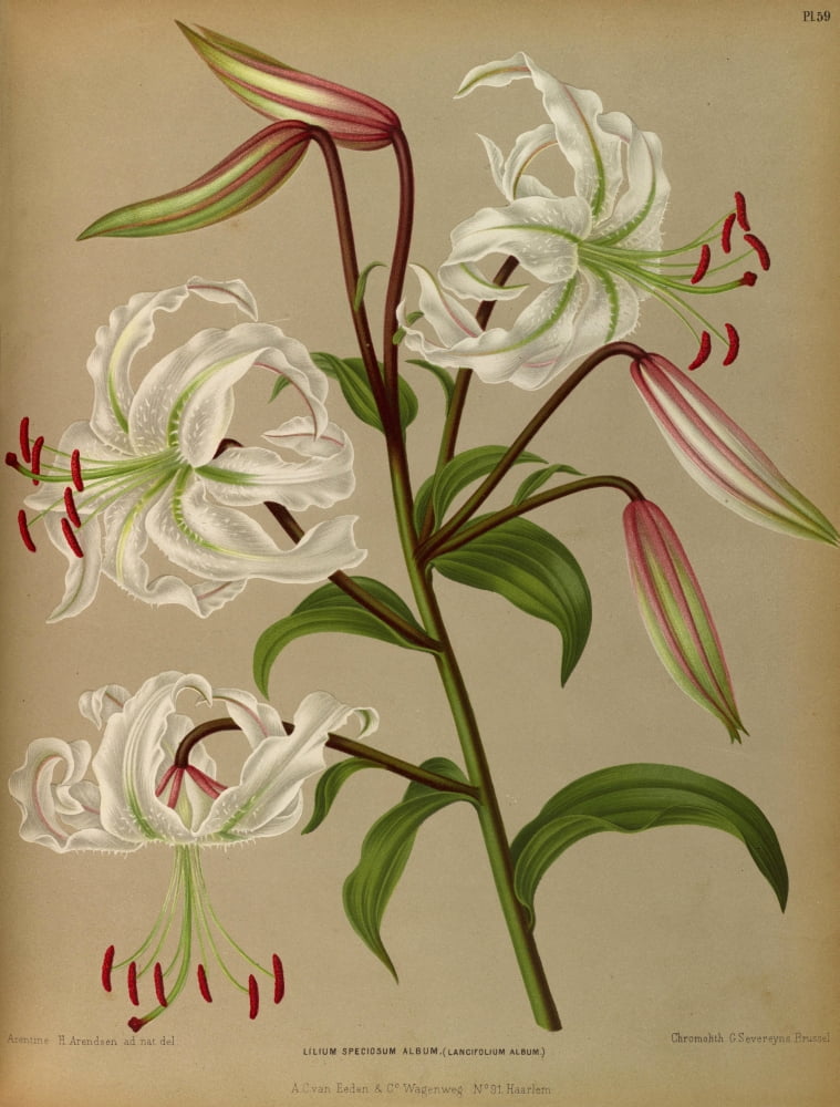 Haarlems Flora 1872 Lilium Speciosum Album Canvas Art - Arentine H Arendsen (18 x 24)
