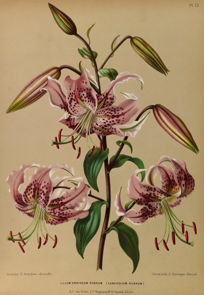 Haarlems Flora 1872 Lilium Speciosum Rubrum Canvas Art - Arentine H Arendsen (18 x 24)