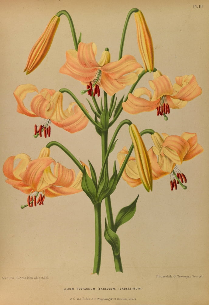 Haarlems Flora 1872 Lilium Testaceum Canvas Art - Arentine H Arendsen (18 x 24)