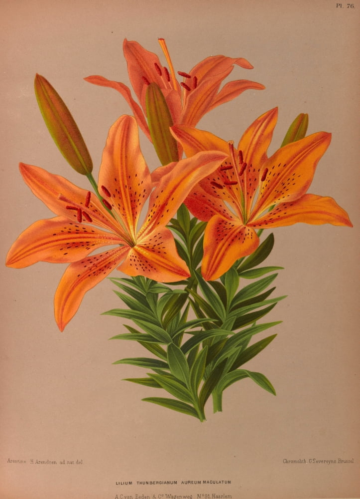 Haarlems Flora 1872 Lilium Thunbergianum Canvas Art - Arentine H Arendsen (24 x 36)