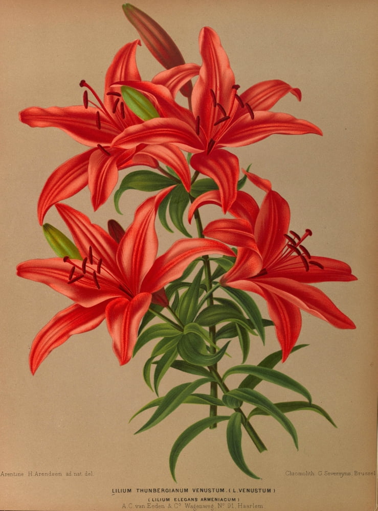 Haarlems Flora 1872 Lilium Thunbergianum Venustum Canvas Art - Arentine H Arendsen (18 x 24)