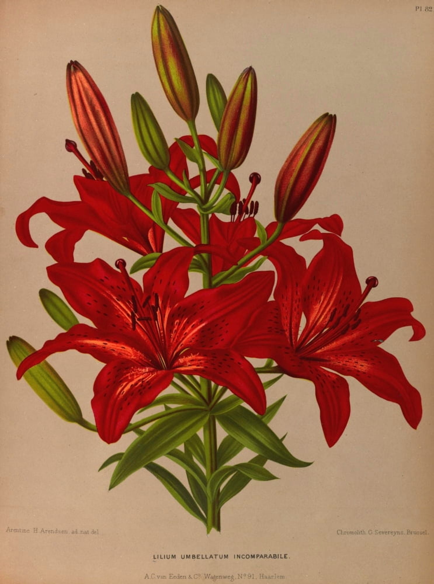 Haarlems Flora 1872 Lilium Umbellatum Canvas Art - Arentine H Arendsen (18 x 24)