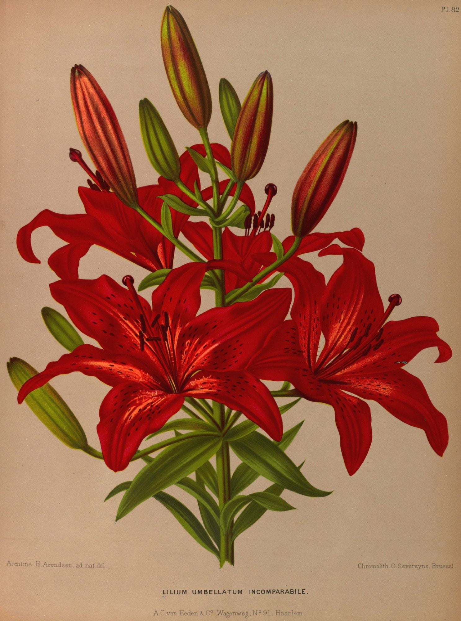 Haarlems Flora 1872 Lilium Umbellatum Canvas Art - Arentine H Arendsen (24 x 36)